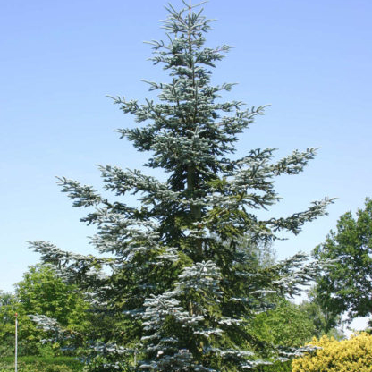 Растение пихта высокорослая Глаука Р26/30-40 Tw 