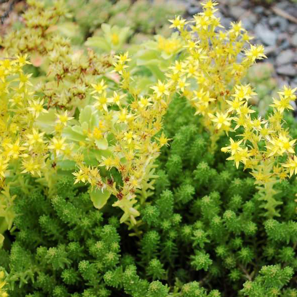 Очиток шестирядный р9 Sw 