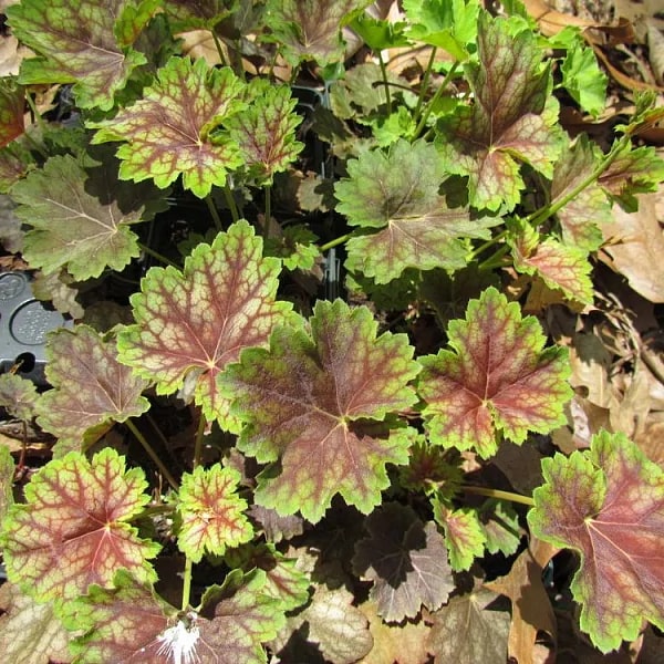 Гейхера Марвелос Марбл v2 Tim 