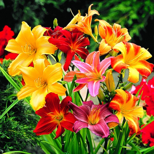 Лилейник в асс  Р11 