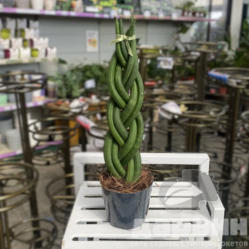 Сансевиерия ватермарка