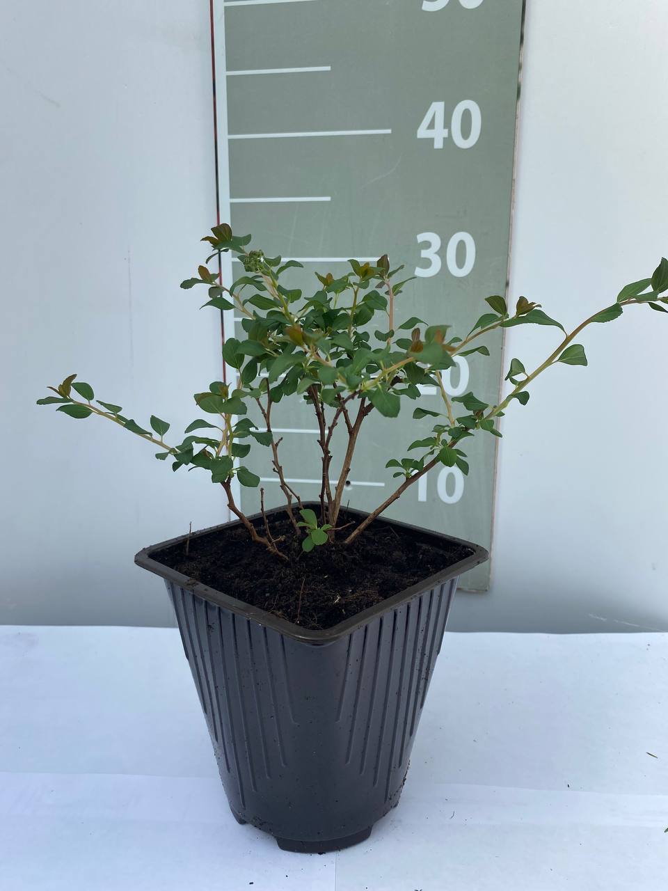 Спирея вангутта Вайт Карпет v2 Lav 