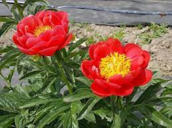 Корневище Пион гибридный Корал Мэджик 1 шт Поиск 