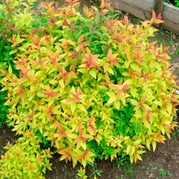 Пузыреплодник калинолистный Luteus C5/C7,5, 40-60 UL 