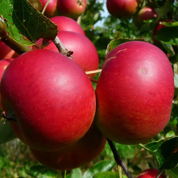 Яблоня Услада v7/10 120-140 Tim 