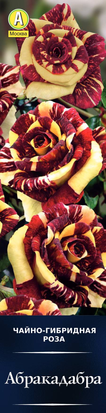 Роза чайно-гибридная Абракадабра в коробке Аэлита 