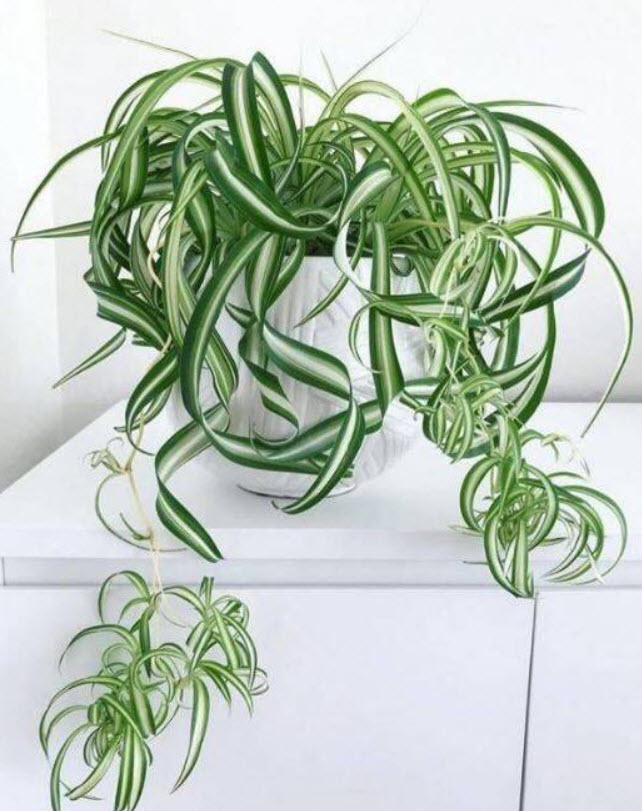 ОсновноеИзображение