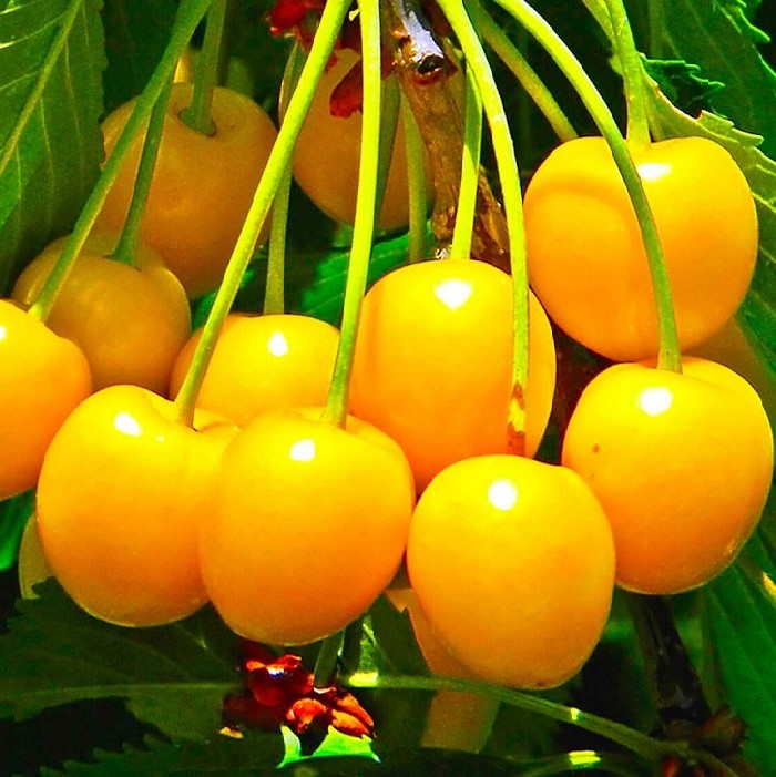 Черешня Янтарная средн v7 100-140 Tim по цене  Черешня Янтарная средн v7 100-140 Tim