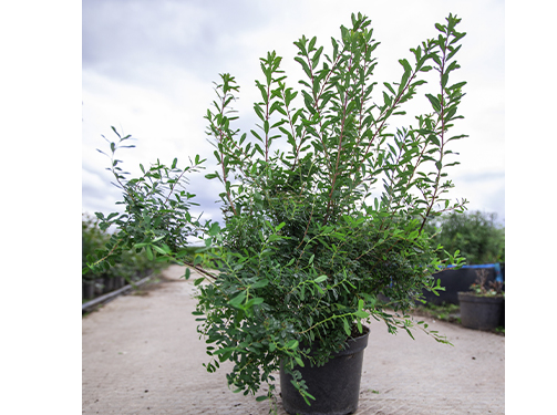 Спирея ниппонская в асс v7,5 60-80 Niv 