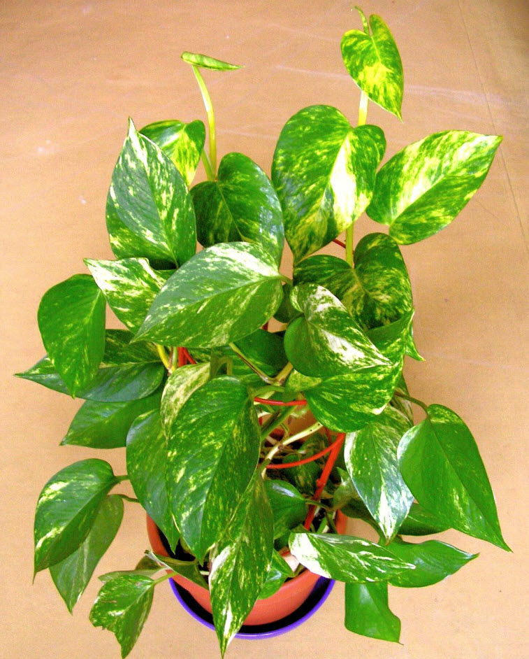 Эпипремнум Ауреум  d5 h10 