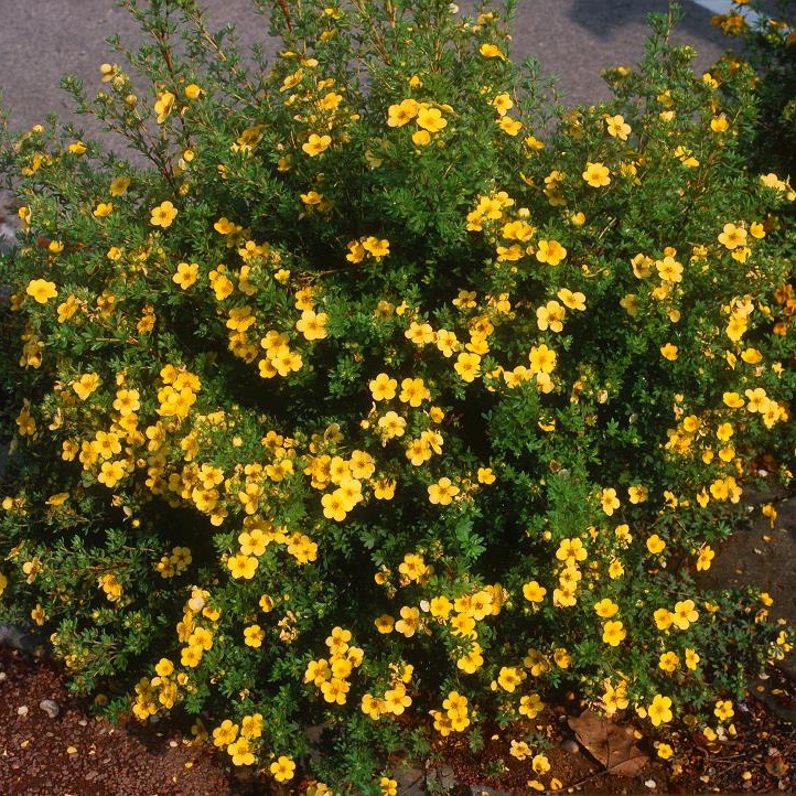 Лапчатка кустарниковая Элизабет v2 Lav 