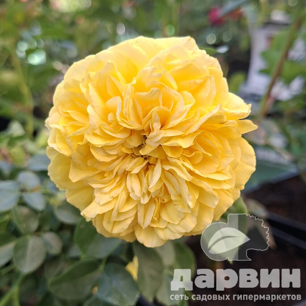 Роза флорибунда Инка v5 Lav 