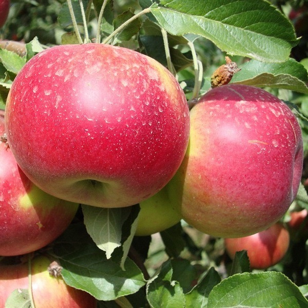 Яблоня Апорт 3-х летка 