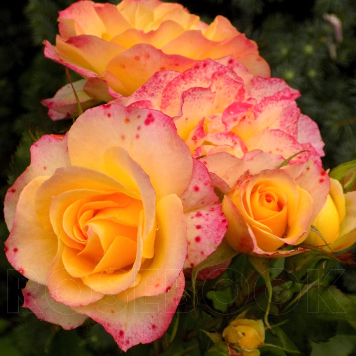 Роза шраб Ландлуст 5л Dem 