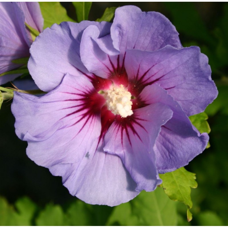 Гибискус Марина v2 Tim 