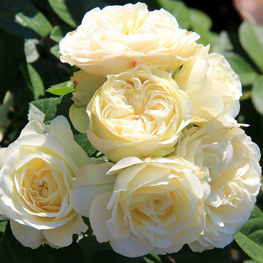 Роза чайно-гибридная ВИНТЕР ЛОДЖ v7 Fr 