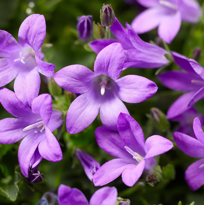 Колокольчик Портеншлага Клоквайз Компакт Дип Блю d12 ХР 