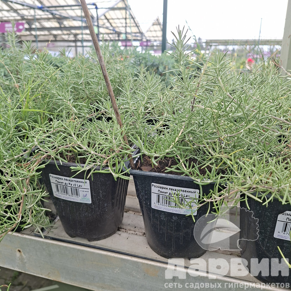 Розмарин лекарственный Поинт ду Ра v2 Lav 