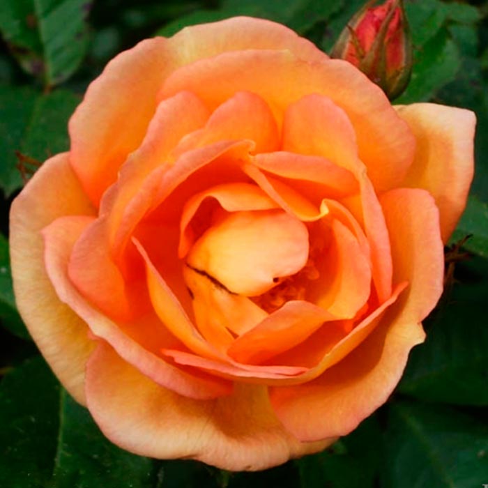 Роза плетистая Майгольд с5, Tim 