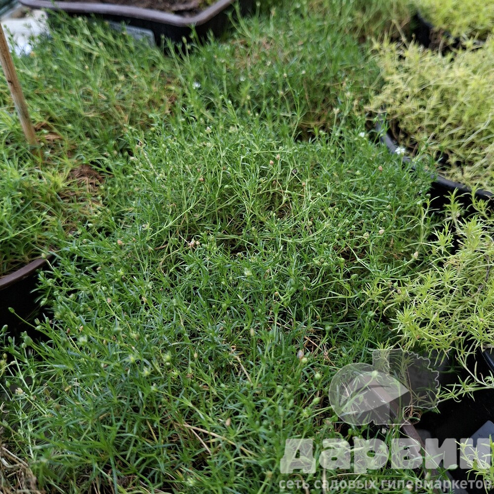 Мшанка Грин Мосс d11 Tim 