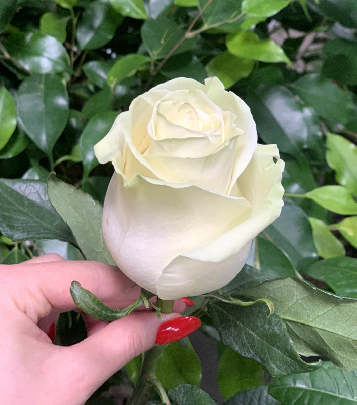 Роза чайно-гибридная Мондиаль v5 Lav 