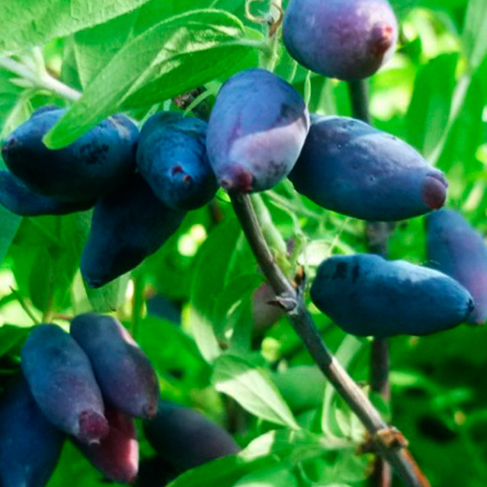 Жимолость Альтаир v2-3 Tim 