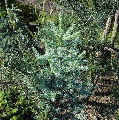 Пихта горная Волбек v7,5 по цене  Пихта горная Волбек v7,5