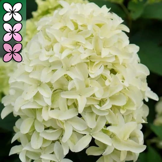 Гортензия метельчатая Скайфолл С3 ЦО 