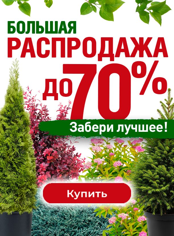 Большая распродажа сезона