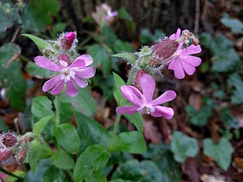 Смолевка p9 Push 