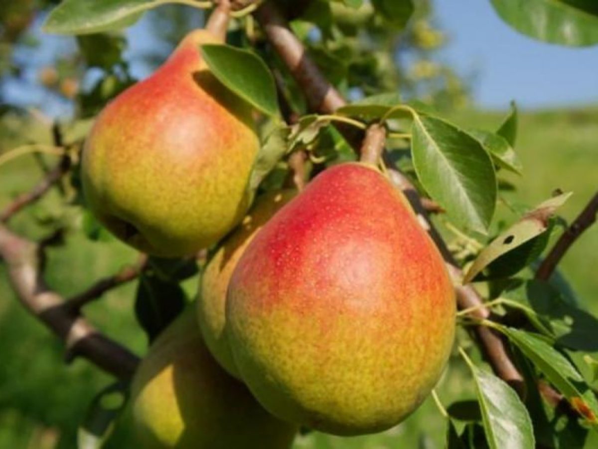 Груша Дюшес средн v5 100-140 Lav 