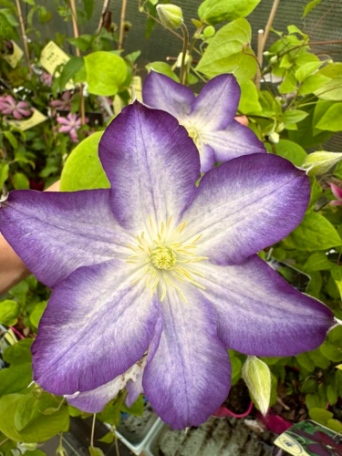 Клематис Ян Карски v2 Cl 