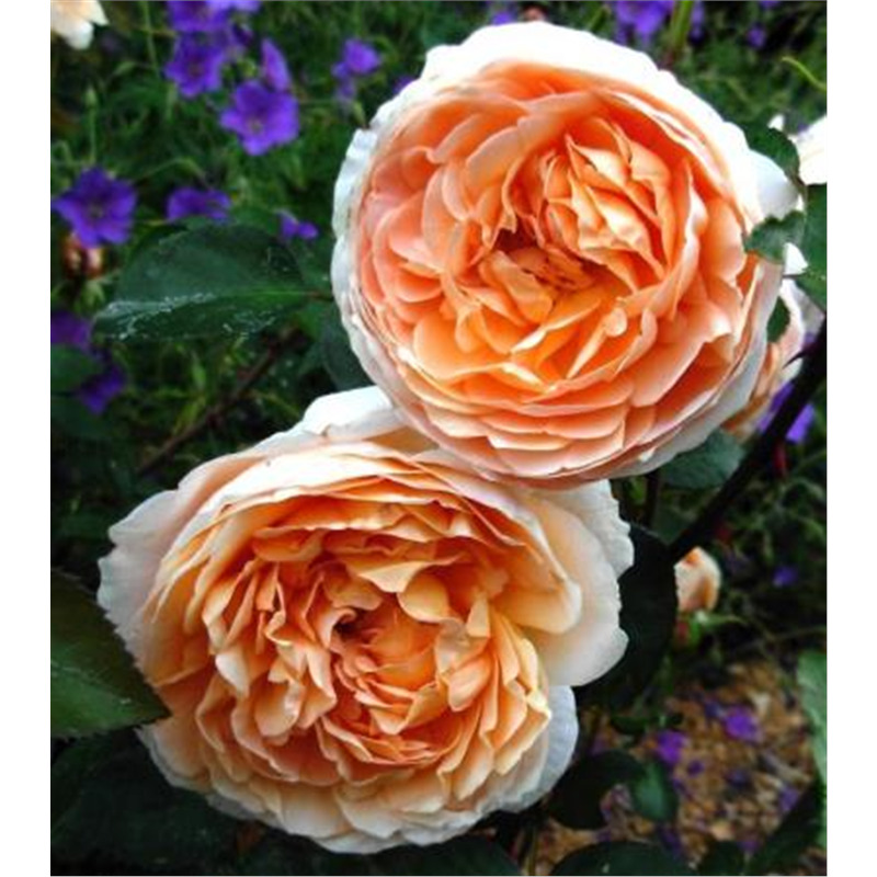 Роза чайно гибридная Коин  в коробке AV 