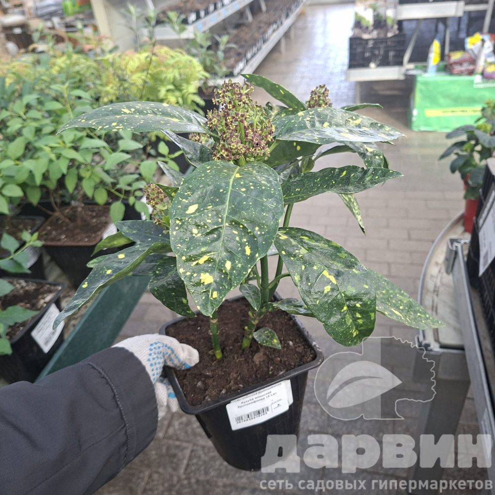 Аукуба японская Кротонифолиа v2 Lav 