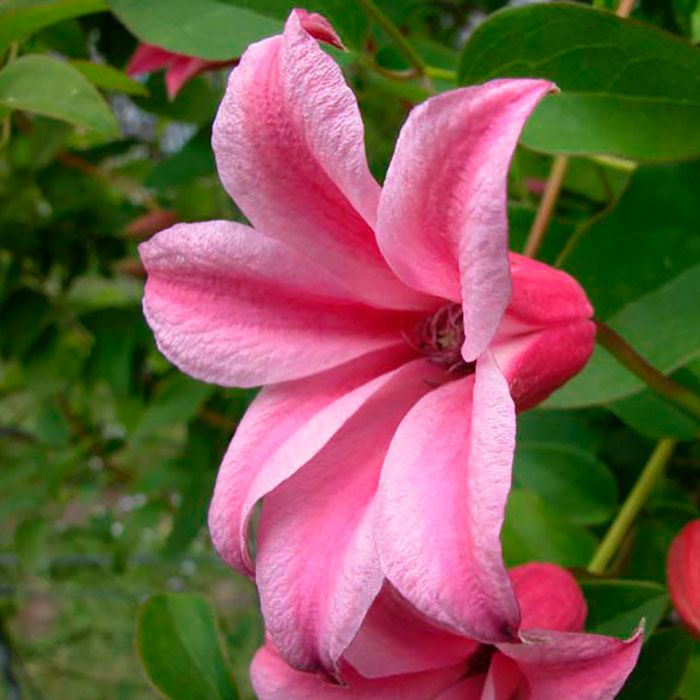 Клематис Дюшес оф Албани Р9 