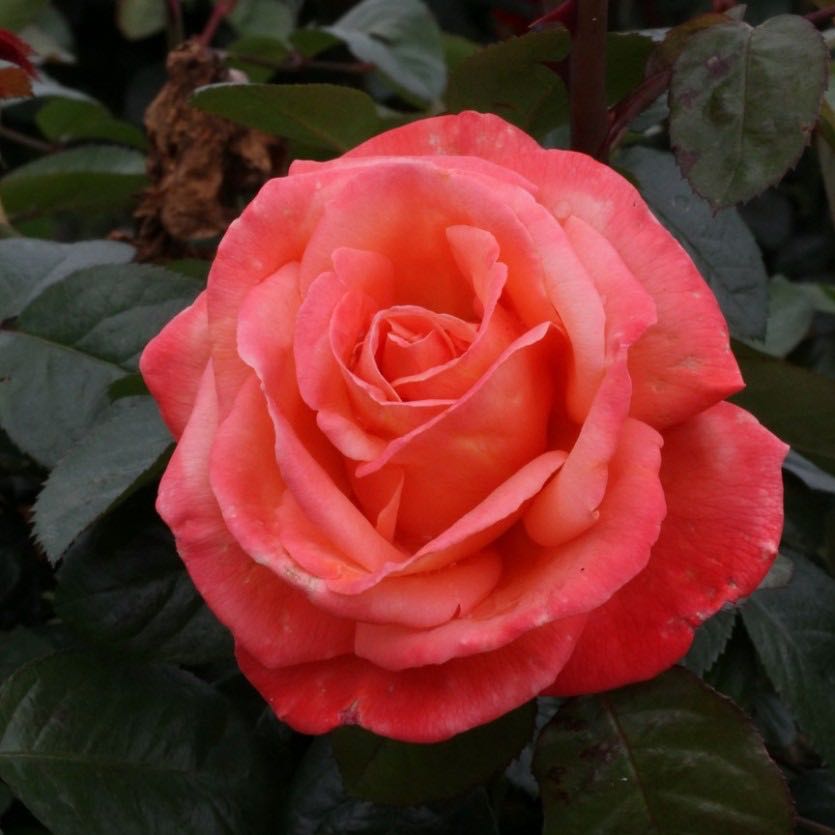 Роза чайно-гибридная Тройка v5 Tim 