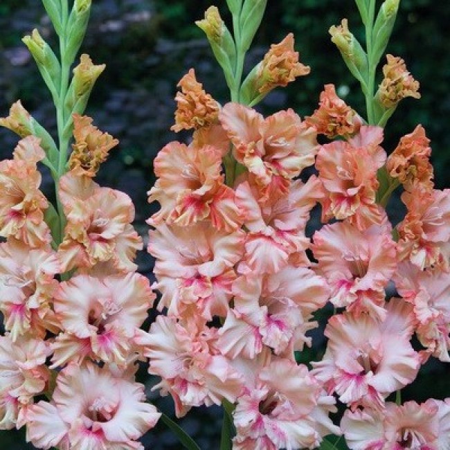 Луковица Гладиолус Кисси Риффл (Риффлед), 10шт/уп 