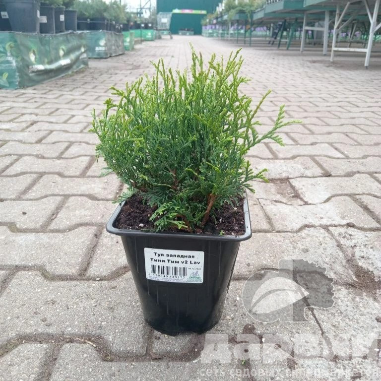 Туя западная Тини Тим v2 Lav (2) ватермарка