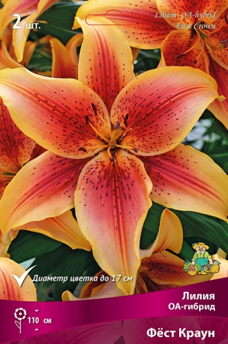 Луковица Лилия ОА-гибрид Фёст Краун 1шт Поиск 