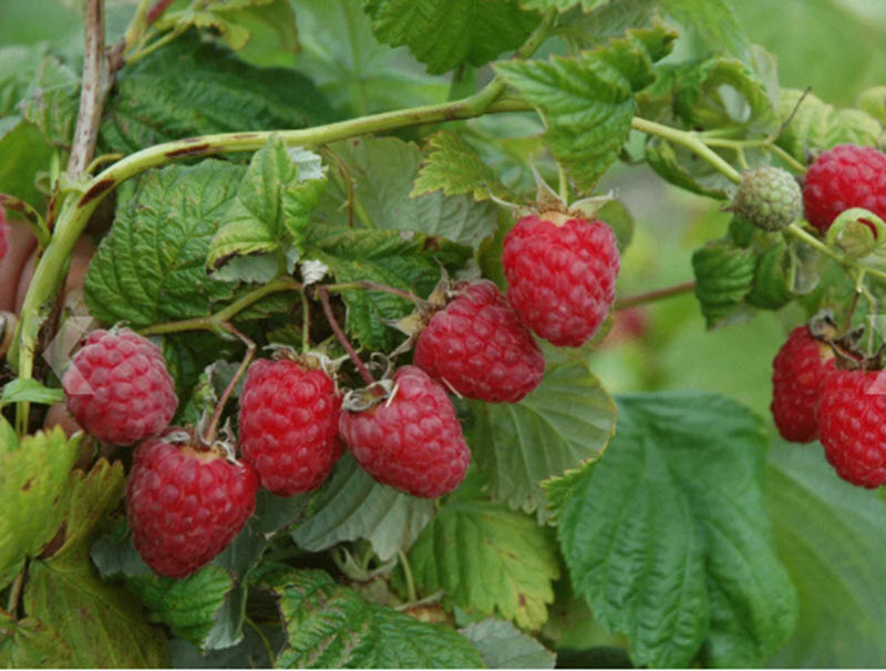 Малина Солнышко С2 20-40 ЦО 