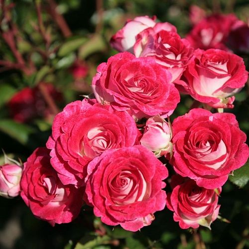 Роза флорибунда Зоне Коблензерин с5, Tim 