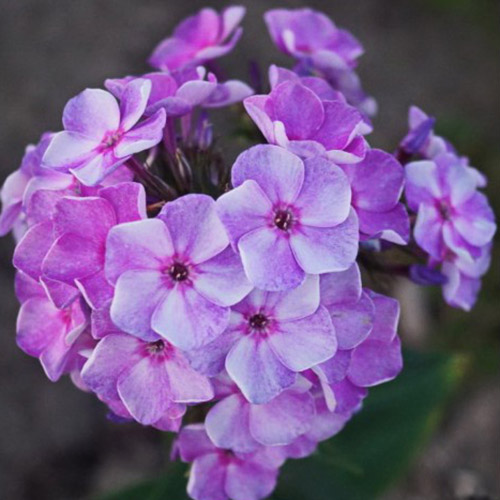 Флокс метельчатый Капелька v2 Tim 