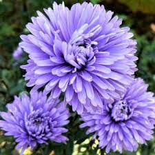 Астра Шоумэйке Индиго Айс d12 ХР 