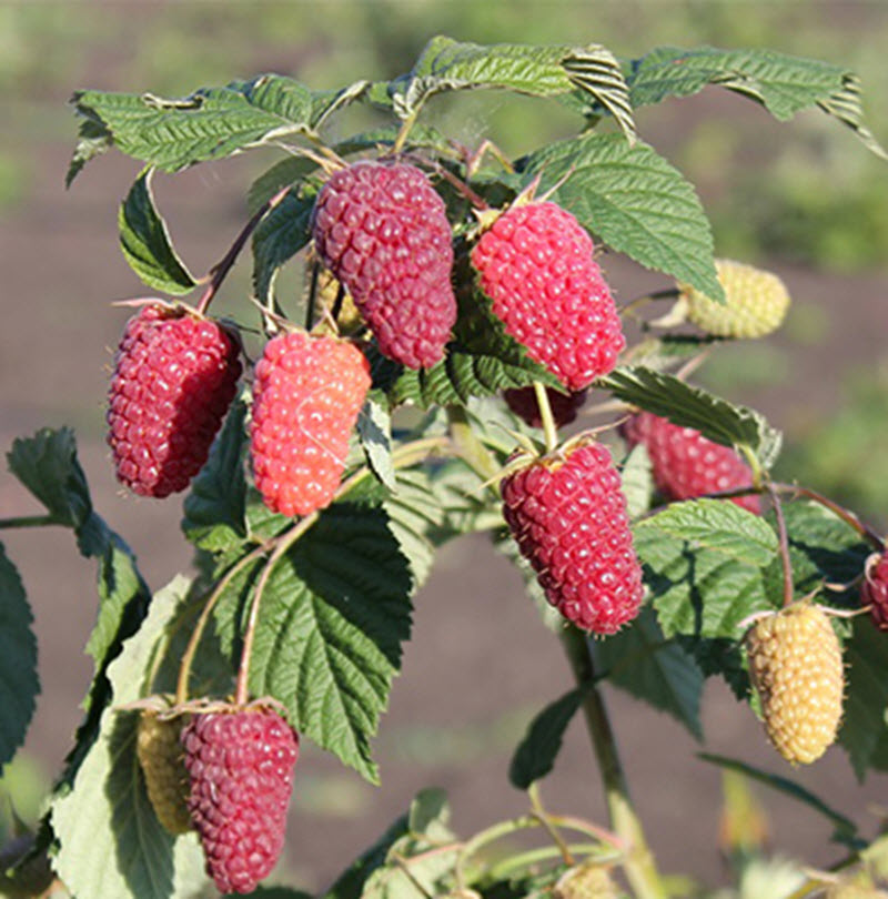 Малина ремонтантные сорта Похвалинка С2 20-40 ЦО 