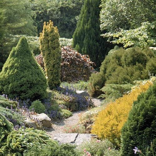 Растение хвойные ЭЛИТ 3 