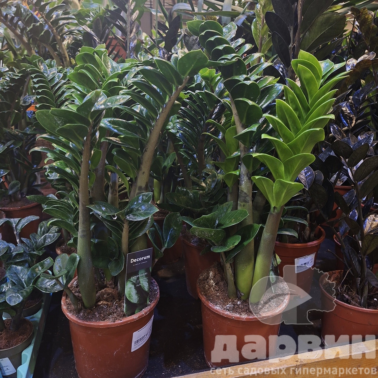 Замиокулькас d17 h60 