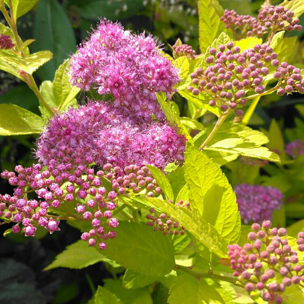 Спирея японская Голден Принцесс v2 Lav.jpg