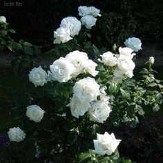 Роза чайно-гибридная Аннапурна в коробке ЦО 