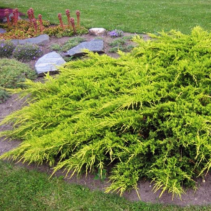 Растение можжевельник средний Голд Стар Р9 по цене  Растение можжевельник средний Голд Стар Р9