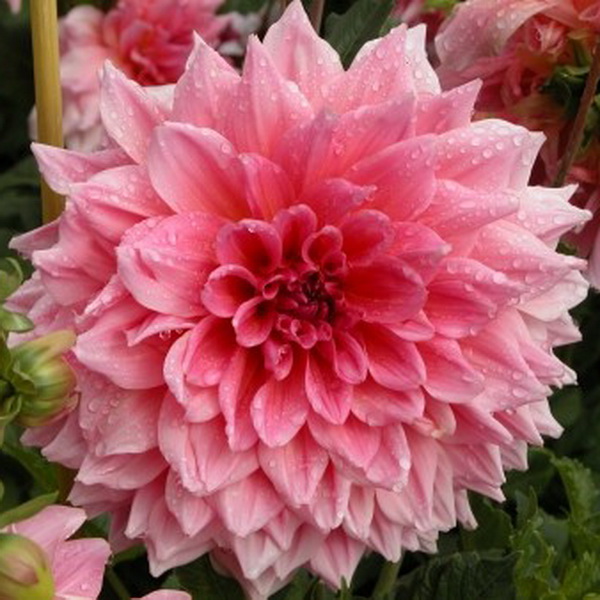 Клубень Георгина Оттос трил, 1шт/уп 